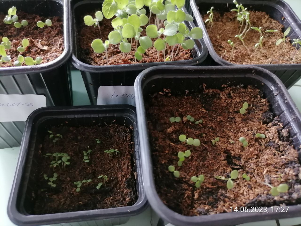 Всходы многолетников и двухлетников