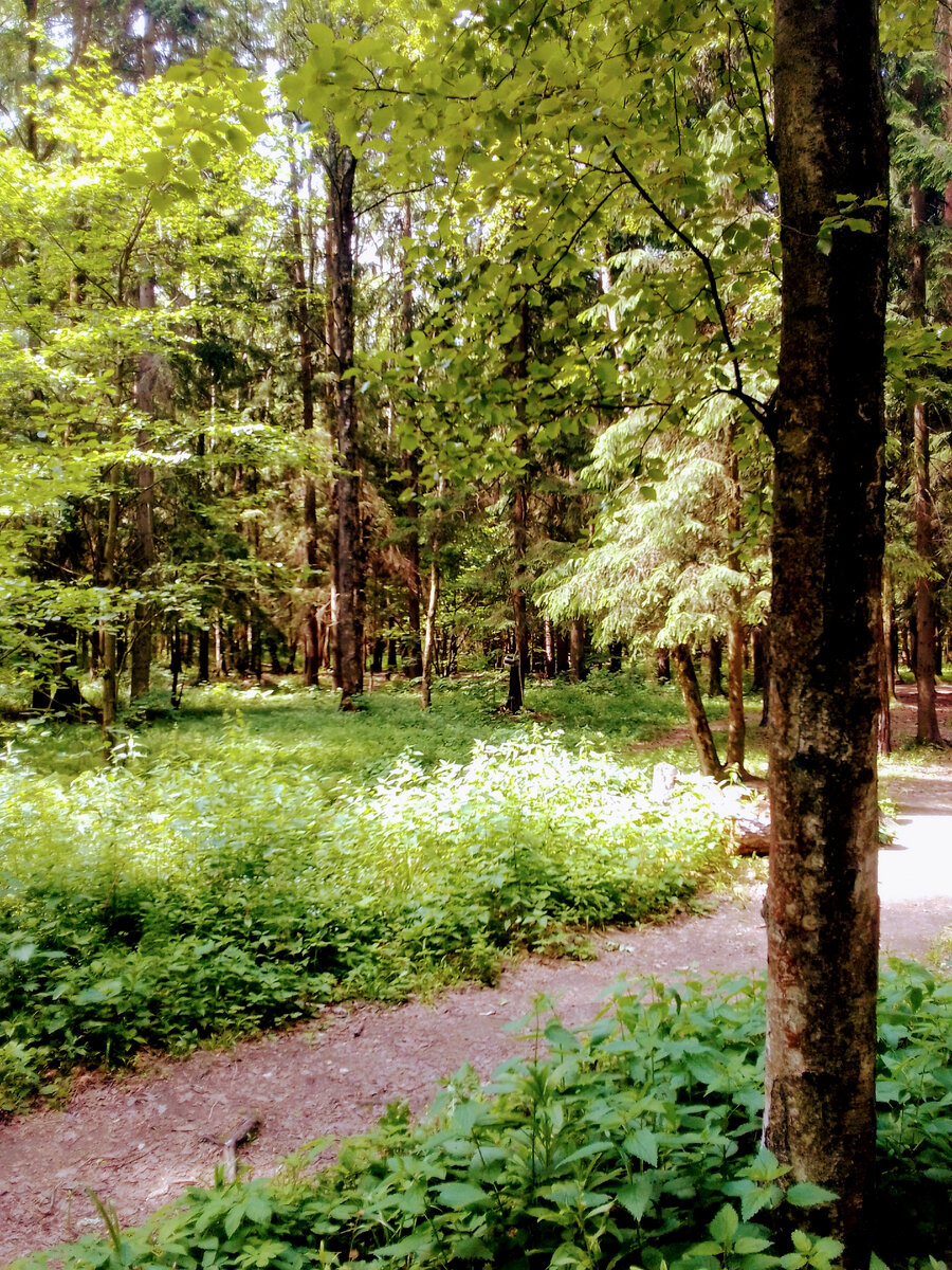 Старший Дима зимой переболел минингитом,а двое младших тоже частенько болели простудами.Вот и хотелось матери,чтобы дети подышали соснами,закалились на воздухе.Фото к рассказу "Страшный отдых" книги "Командоры". Автор рассказа "Страшный отдых" книги "Командоры" и фото В.А.Галашевский 15 июня 2023 г.