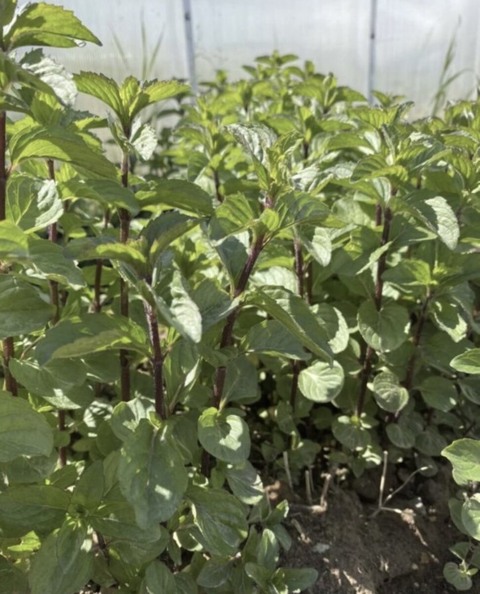 Вот такая мята растет у меня на даче