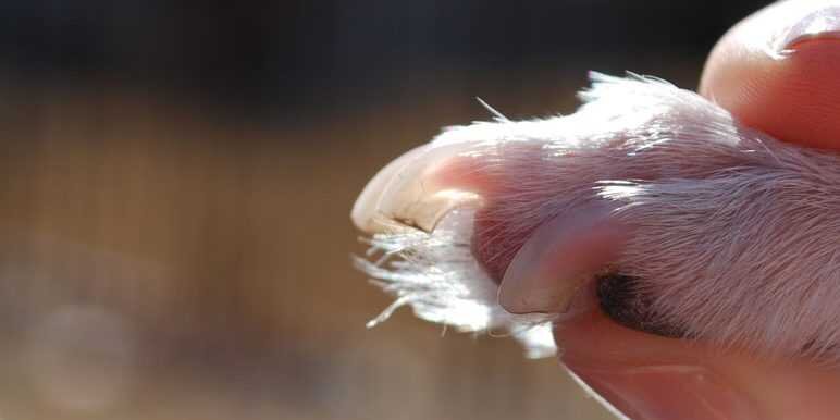 Я расскажу как стричь белые когти собаке. 