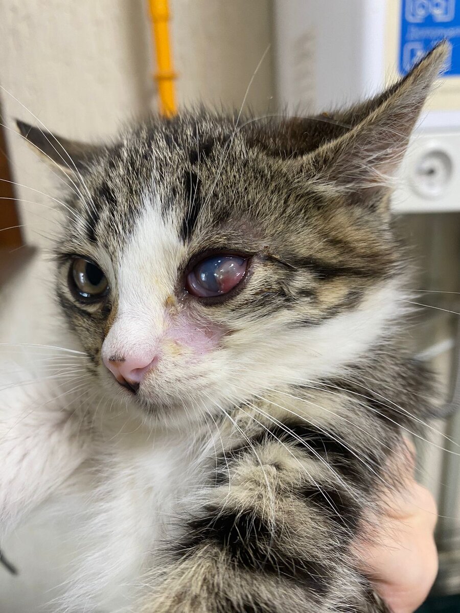 Котик проходит лечение в клинике.