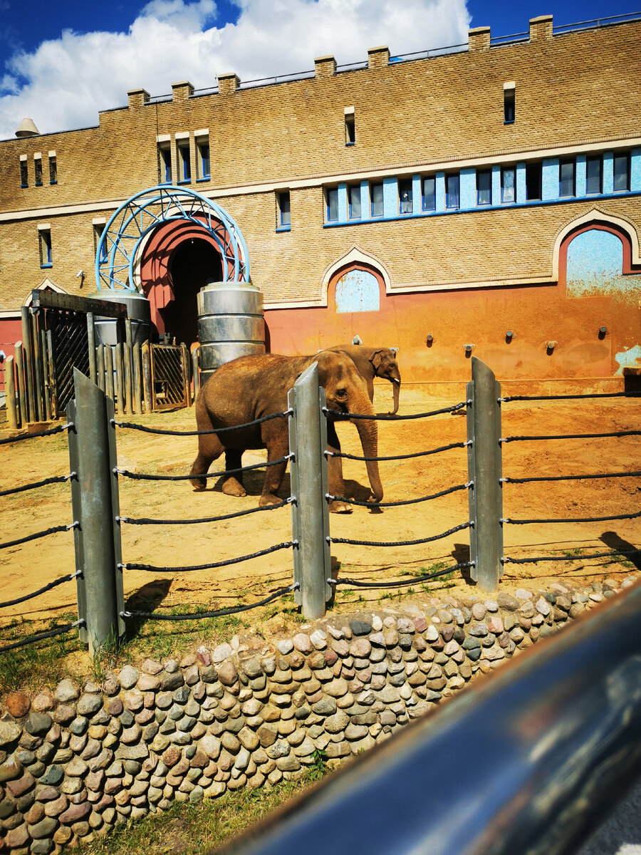 Успели посмотреть слонов, перед тем, как они ушли 👻