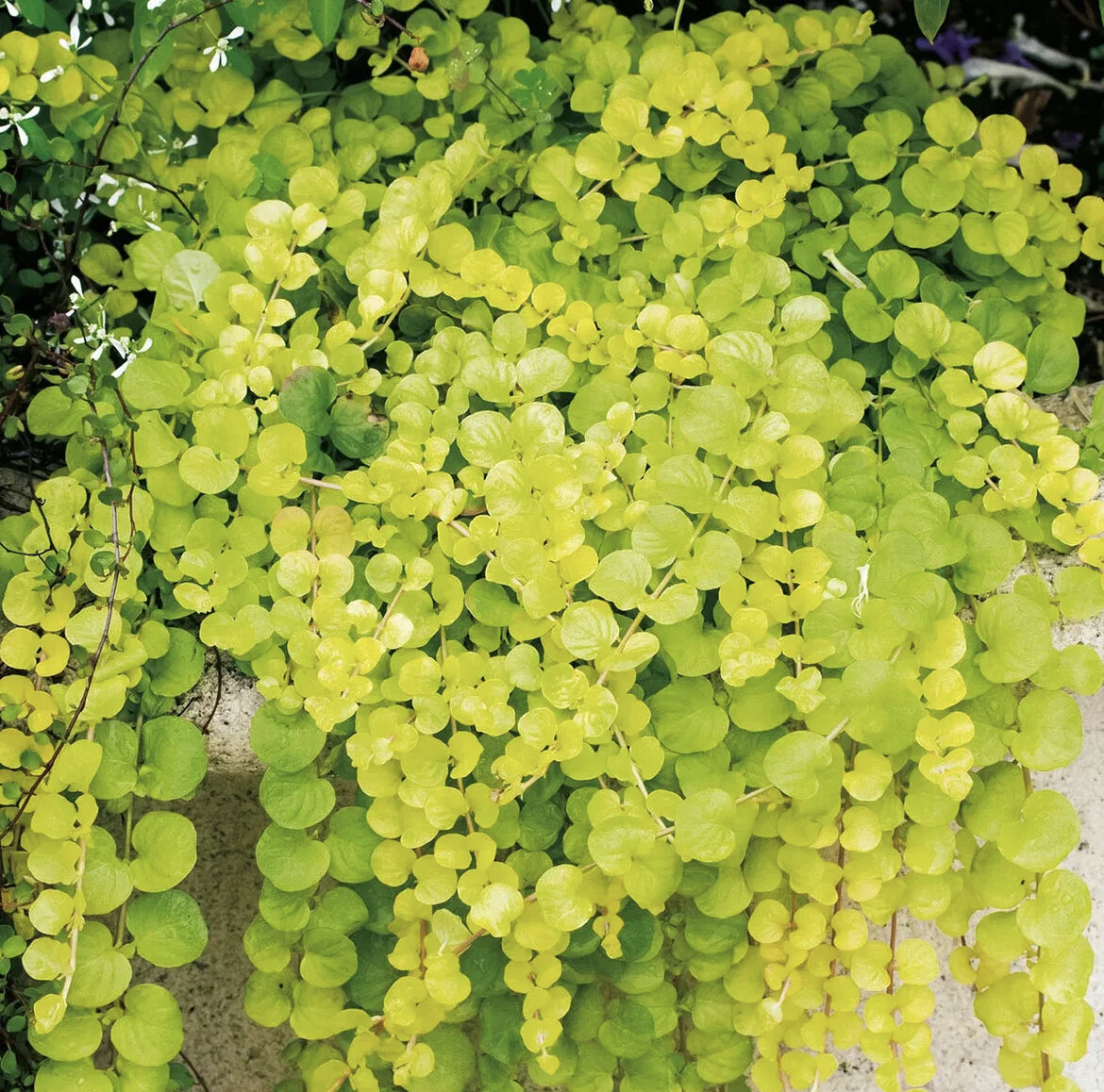 Lysimachia Golden foliage