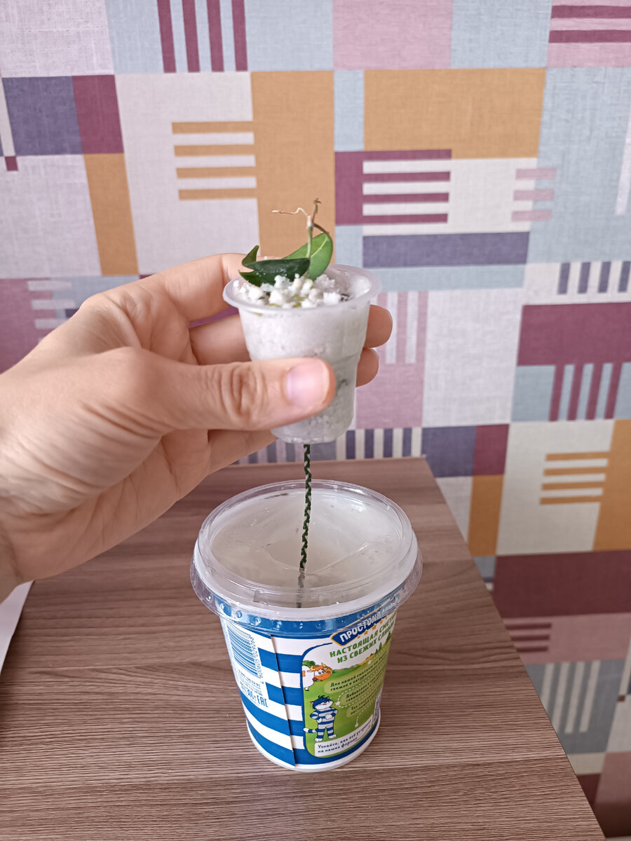 Наглядное изображение устройства фитильного полива