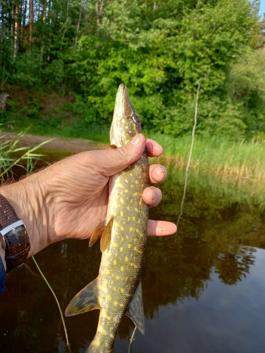 Щуренку повезло