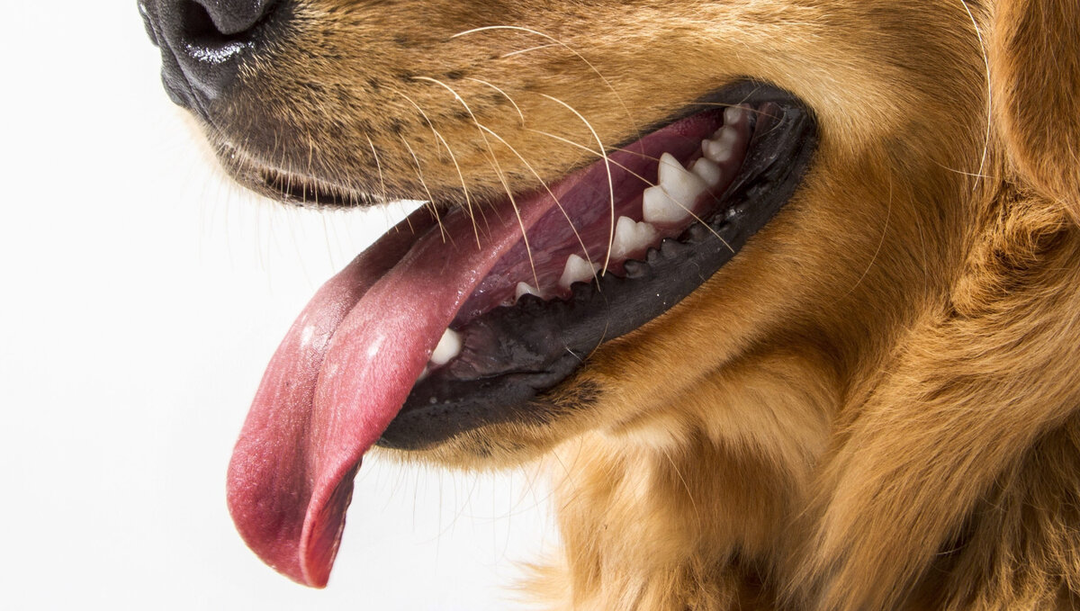 Язык собаки