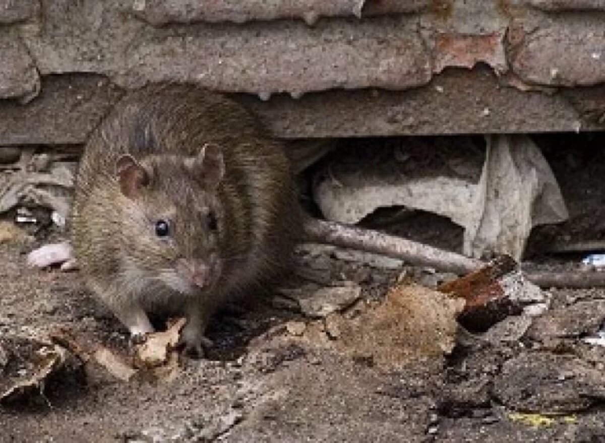 Если надо крысы могут прогрызть шлакоблок или алюминий.