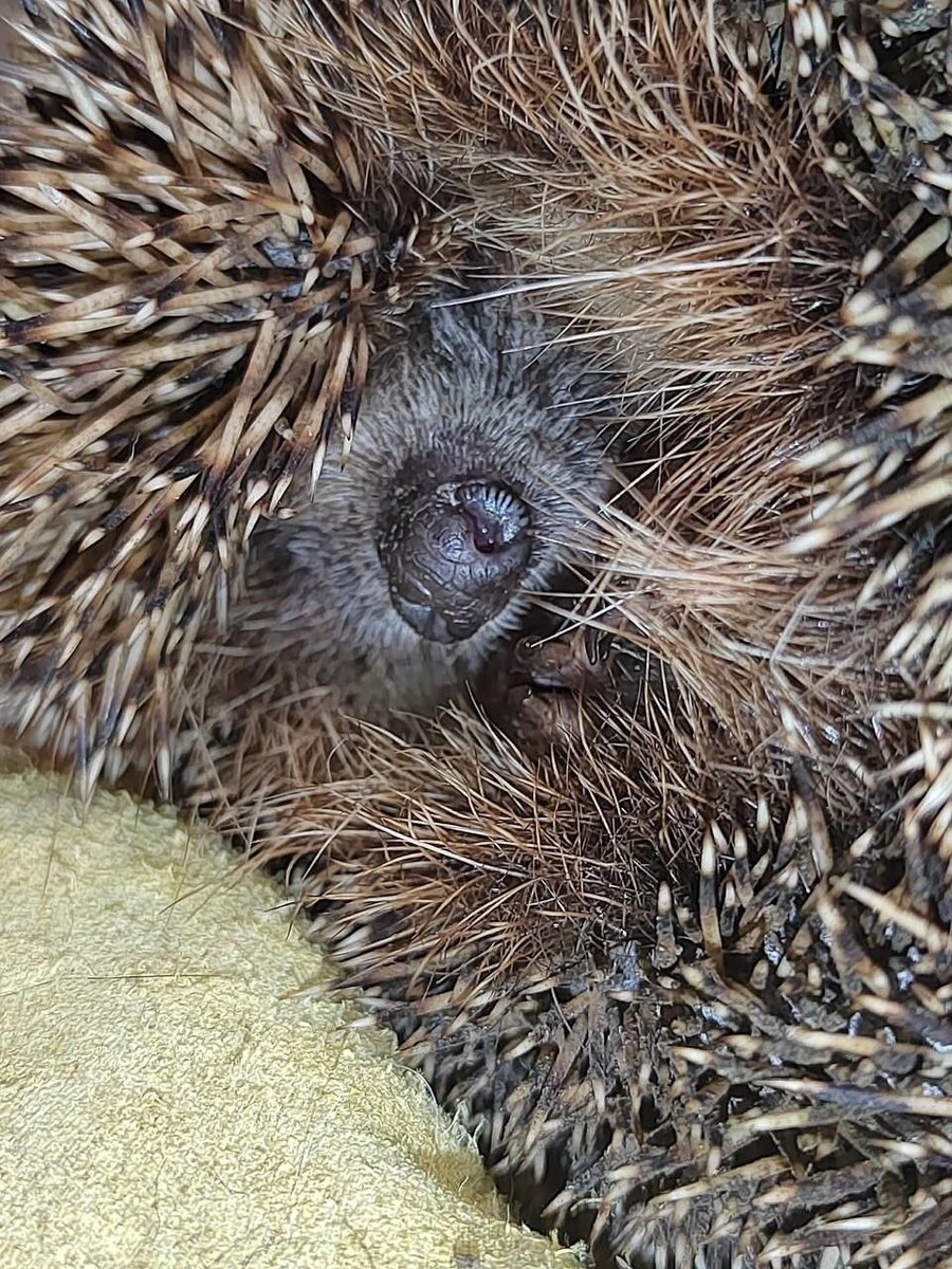 По материалам телеграмм канала Москва. Главное.