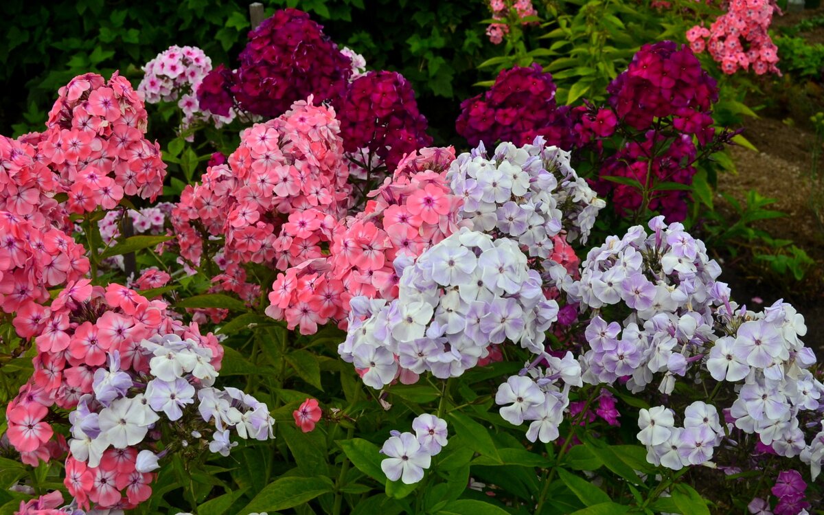 Честно стащено с www.kartinki24.ru