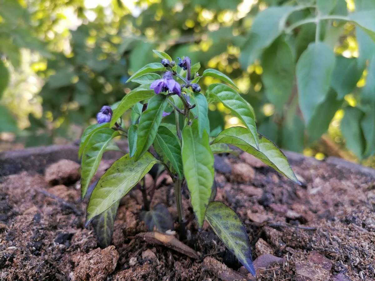 У Мексиканца синие цветы