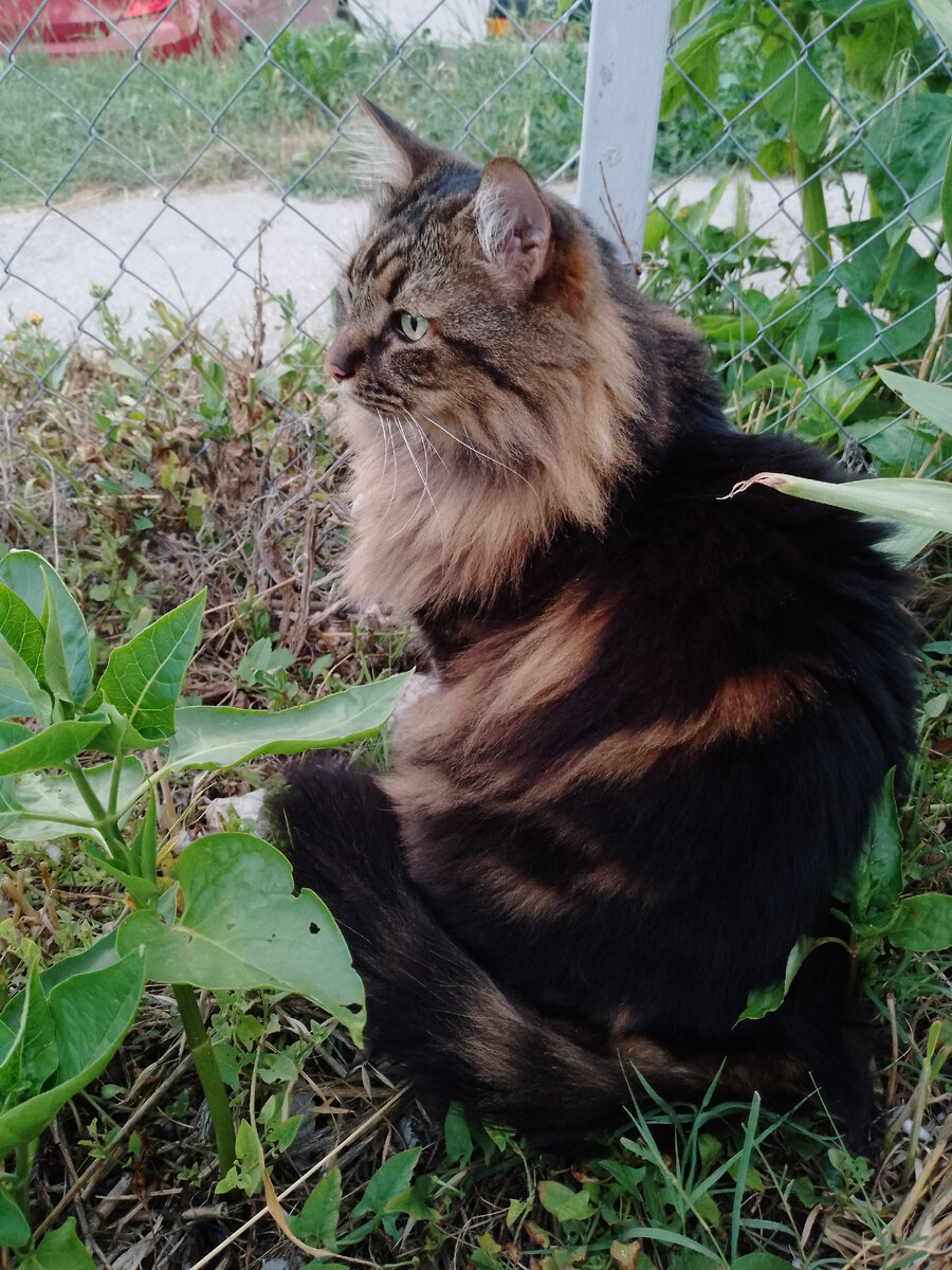 Котофей Кузя