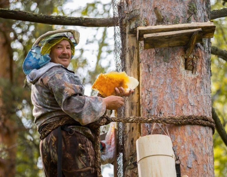 Способ добычи бортевого меда