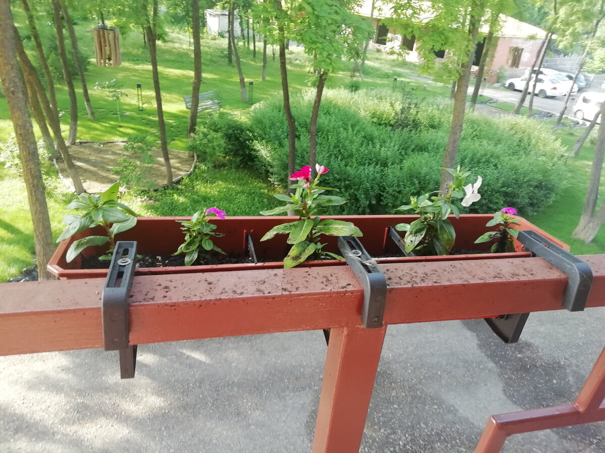 Смотрите, какая зелень видна в окно