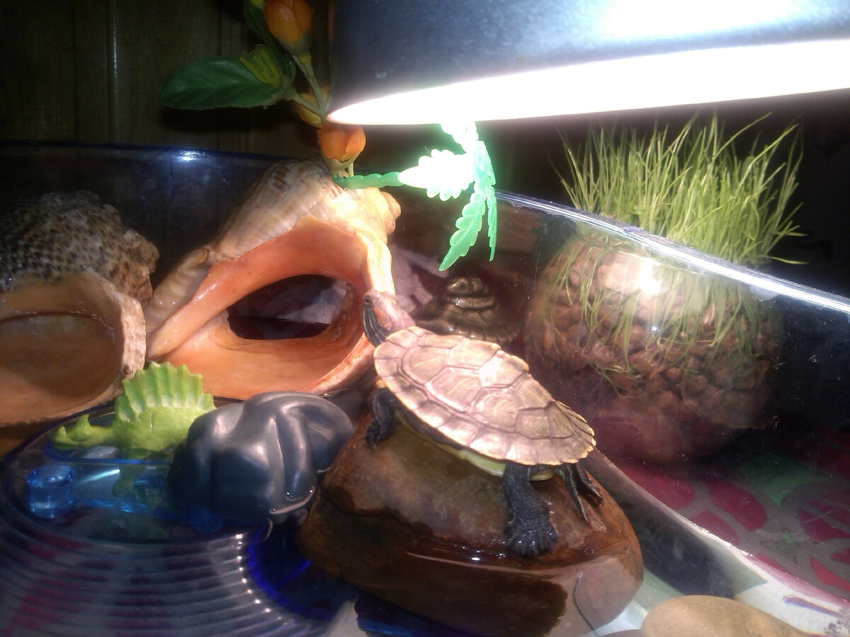 Когда Доминик был совсем кроха