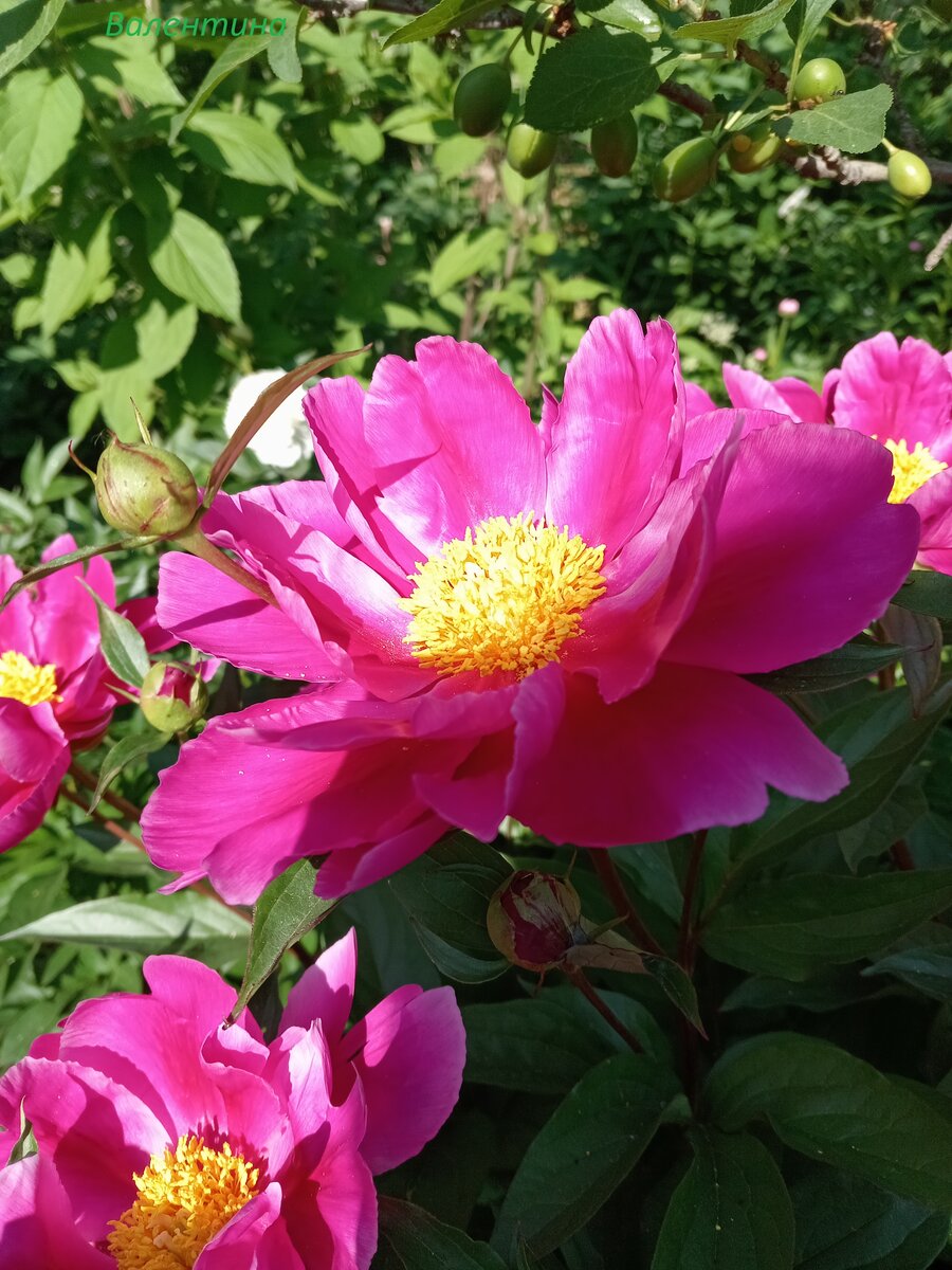 Цветок пиона сорта "Dancing Butterflies".