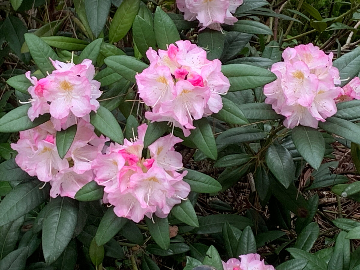 Фото автора Катюша из Москвы