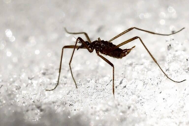    Самка хионеи на снегу / ©Juha Kuosmanen, Wikimedia Commons