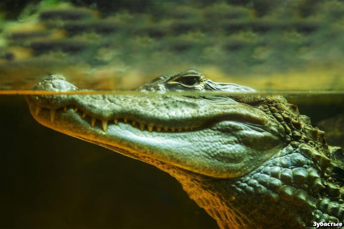 Крокодил это пресмыкающееся животное. Нильский крокодил. Пресмыкающиеся крокодил. Водные рептилии. Крокодил фото.