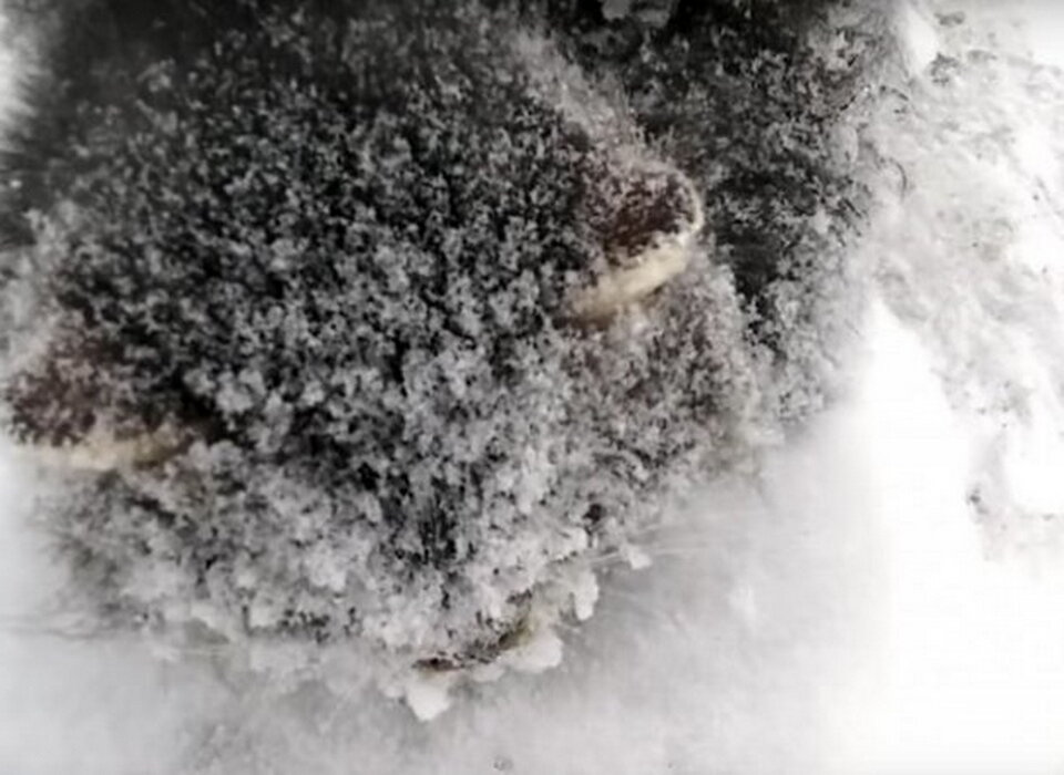 Вся мордаха несчастного котенка была в снегу и льду