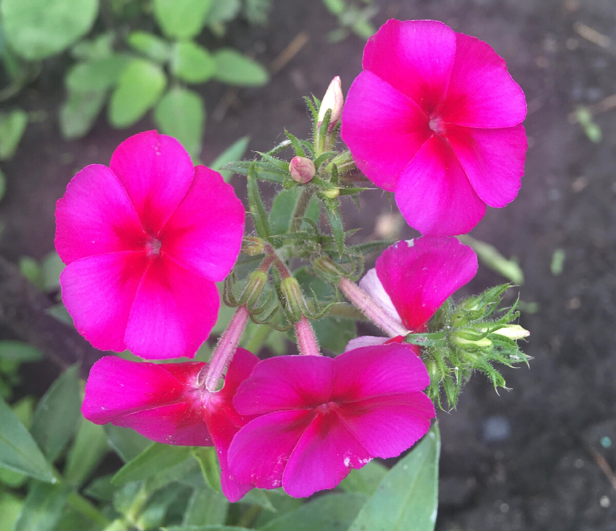 У сестры уже флоксы цветут