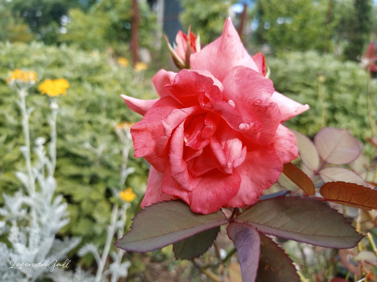 Новая розочка в саду у Ирины