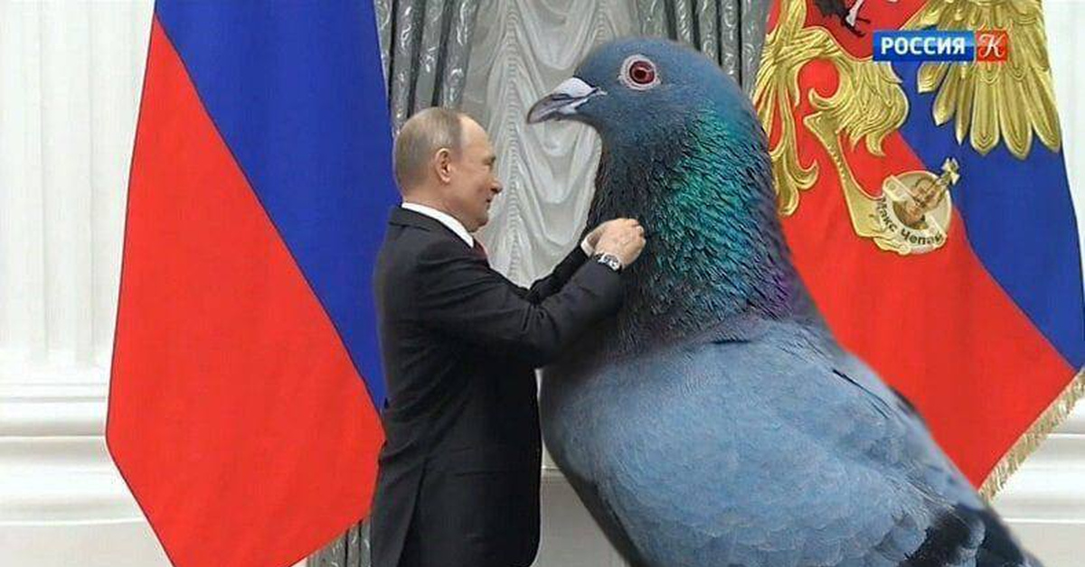 К чему птичка накакала на одежду. Байден и голубь. Путинский голубь. Голубь честь.