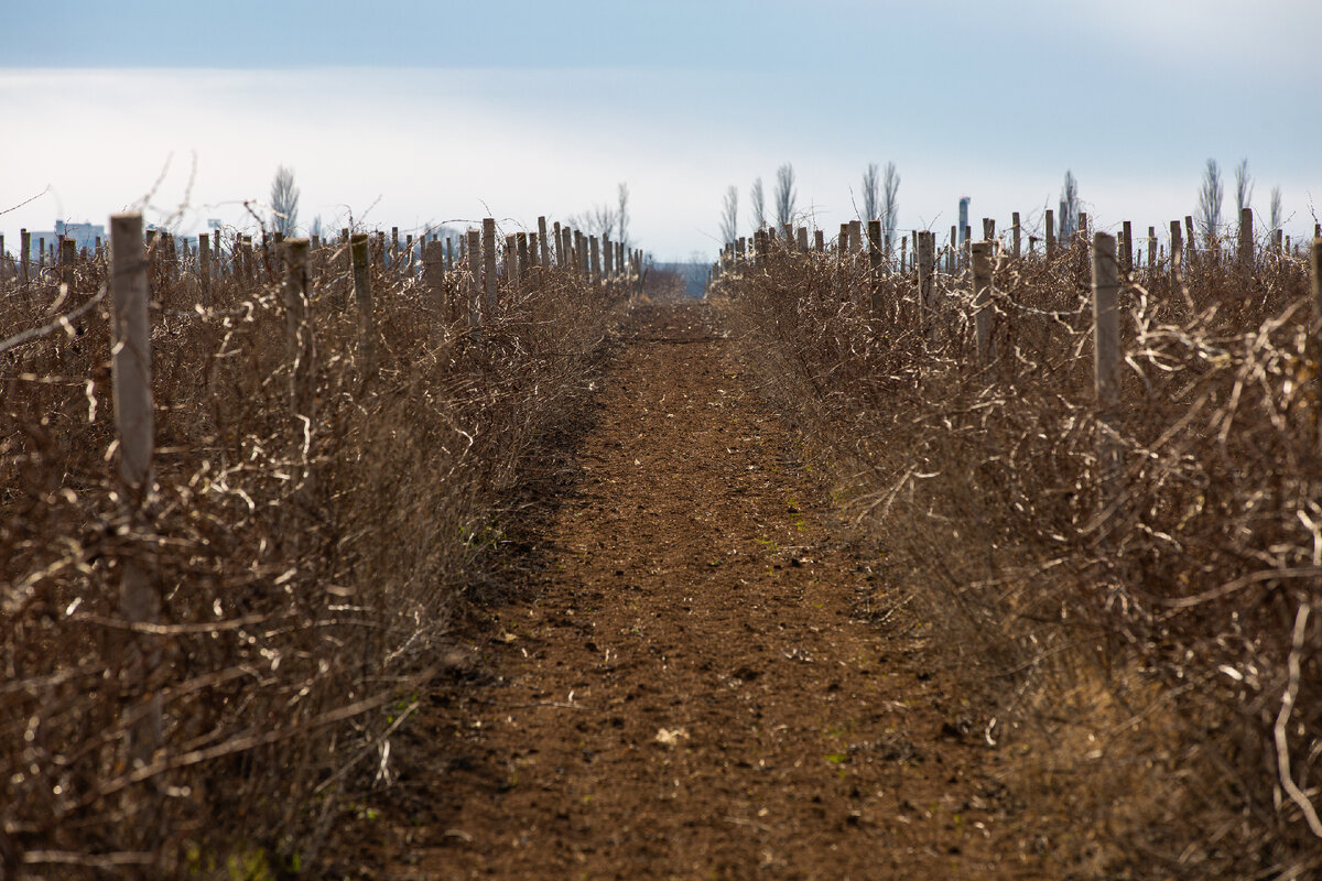 Фото: Пресс-служба Крымского федерального университета 