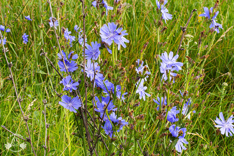 Цикорий цветет (фото автора)