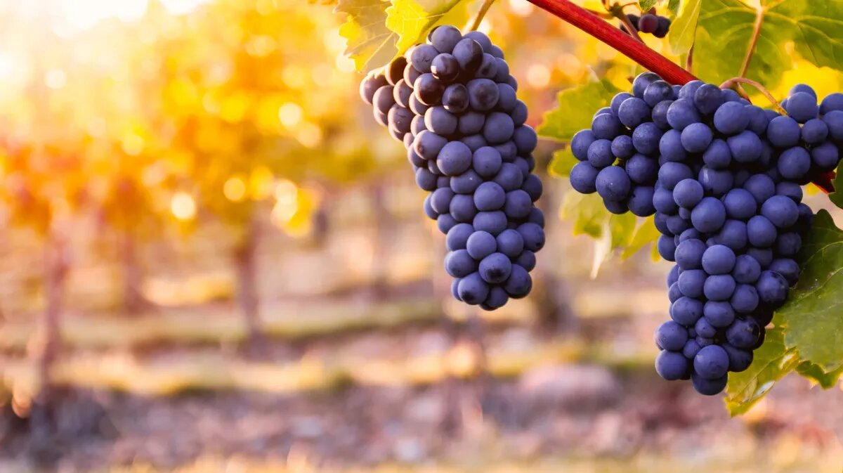 Геомагнитные атаки июля. Фото: www.piqsels.com