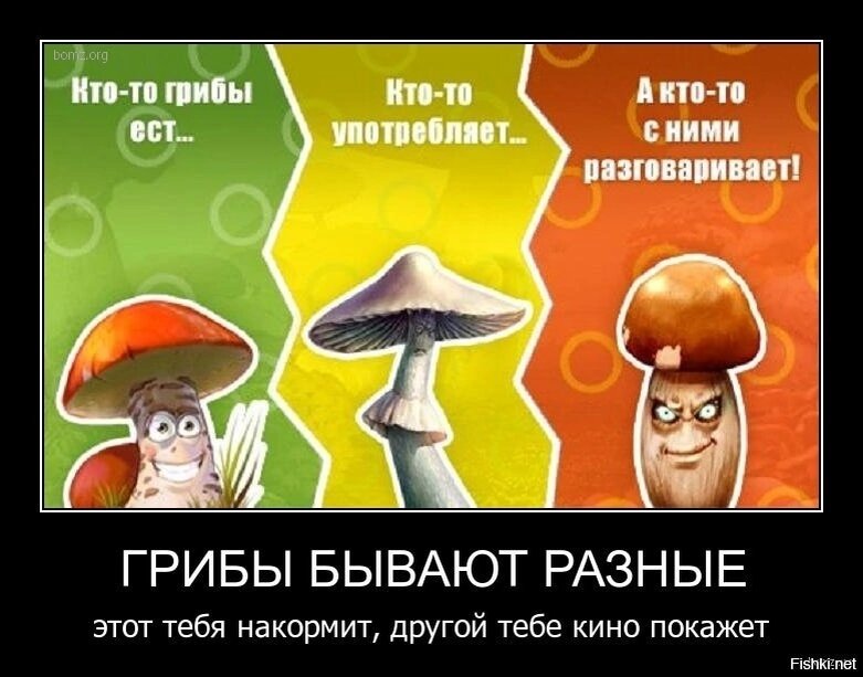 Белый гриб. Живут эти грибы. Живут эти грибы. Грибы разрушители. Грибы геншин.