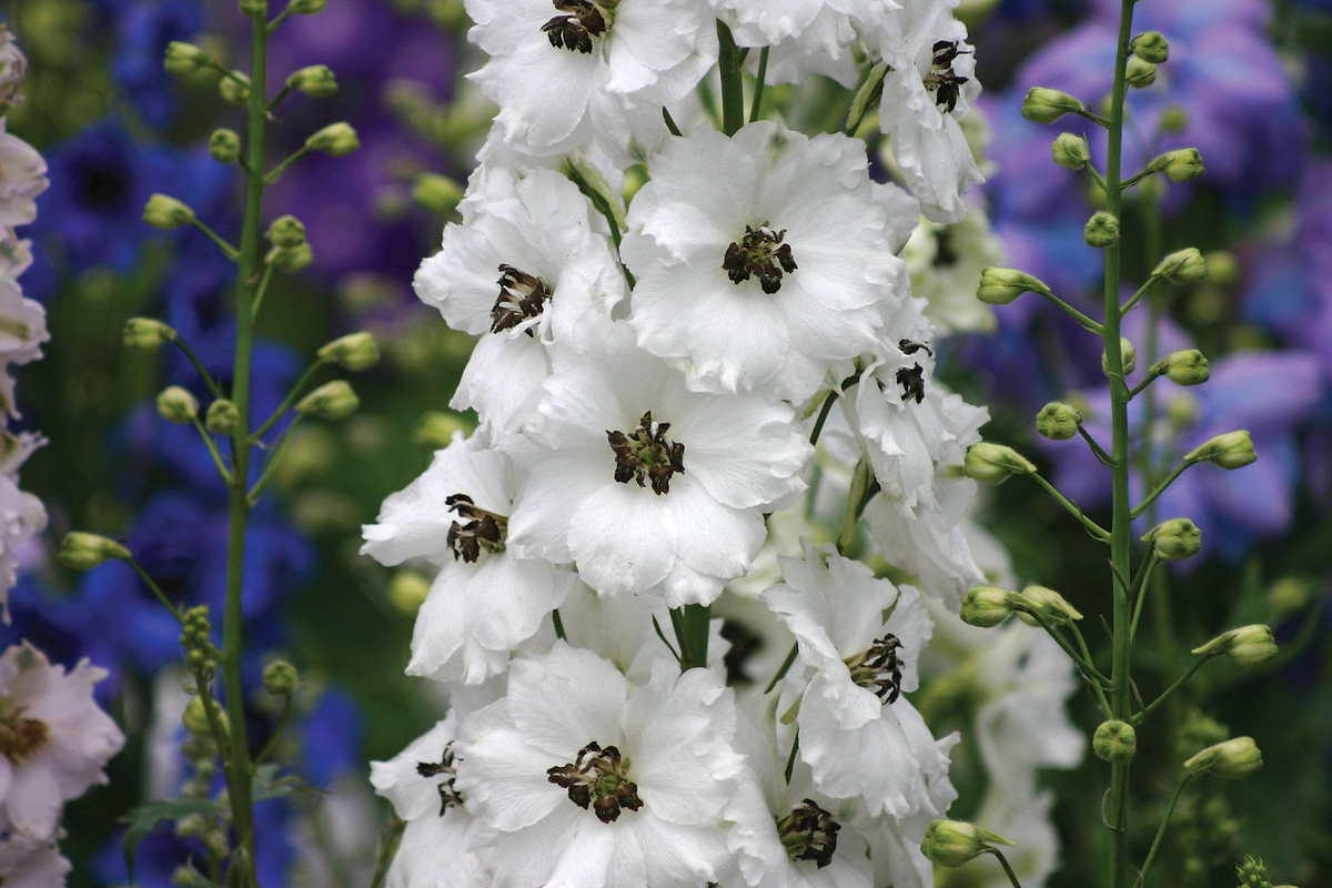 Дельфиниум вайт дарк би. Дельфиниум Галахад. Дельфиниум Delphinium. Дельфиниум новозеландский. Дельфиниум гибридный.