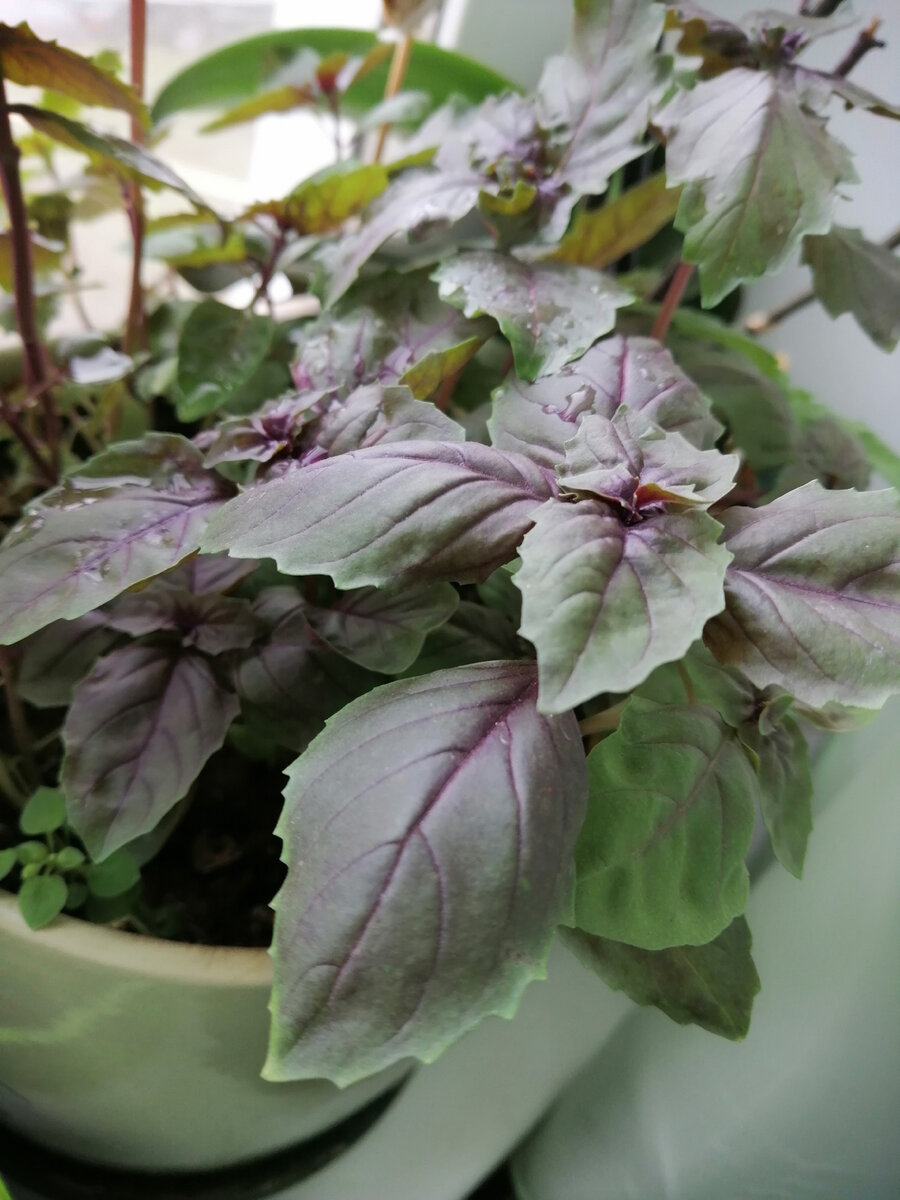 Мой красавчик базилик