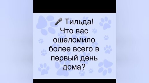 Интервью у собаки из приюта спустя 6 месяцев