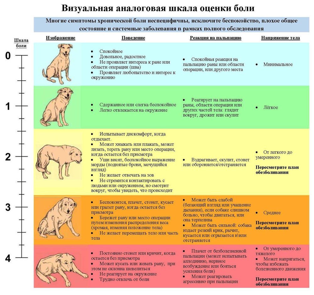 Визуальная аналоговая шкала боли животных