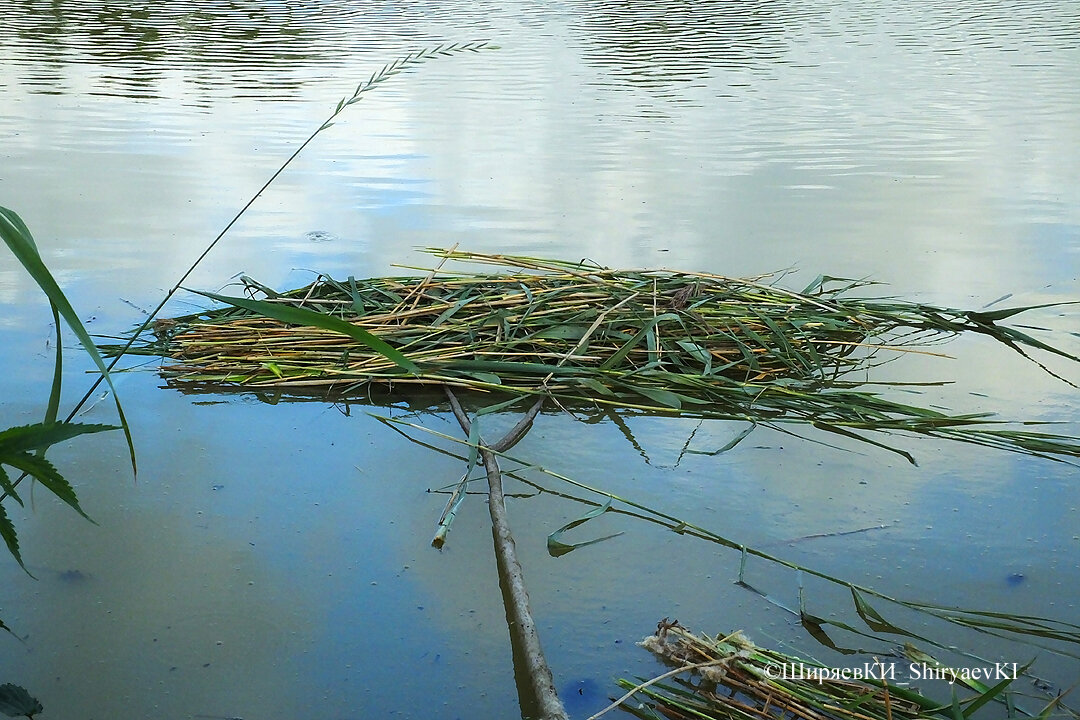 Положил на воду «присаду-островок». Кажется, нужно шест с островком нарастить. Когда его вдали освоят, то можно будет понемногу подтягивать к берегу. Задуманное сделал. Островок на берег от ветра не вытаскивал, а привязал. 