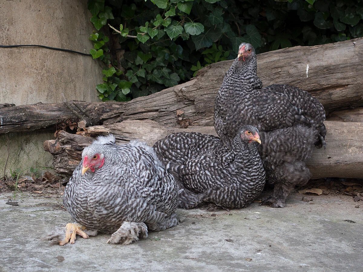 полосатые брамы EE BB/B-