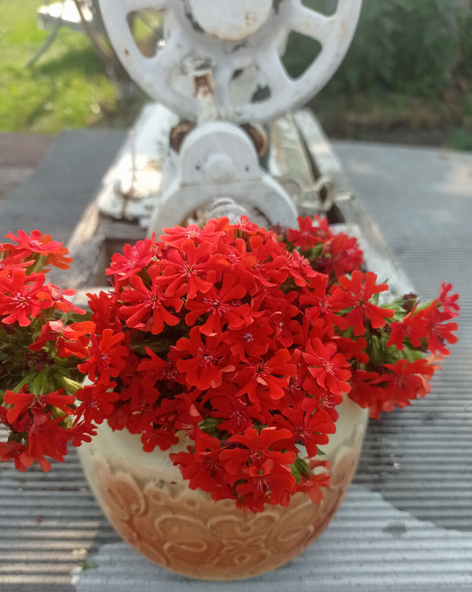 Обломала самые длинные ветки лихниса и получается яркий ьукет