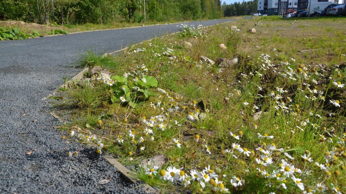     Жители Казани пишут о желтеющей в городе траве. По их мнению, зеленым насаждениям нужно уделять больше внимания, нежели поливу асфальта. Соответствующие комментарии появились в Telegram-канале мэрии Казани.