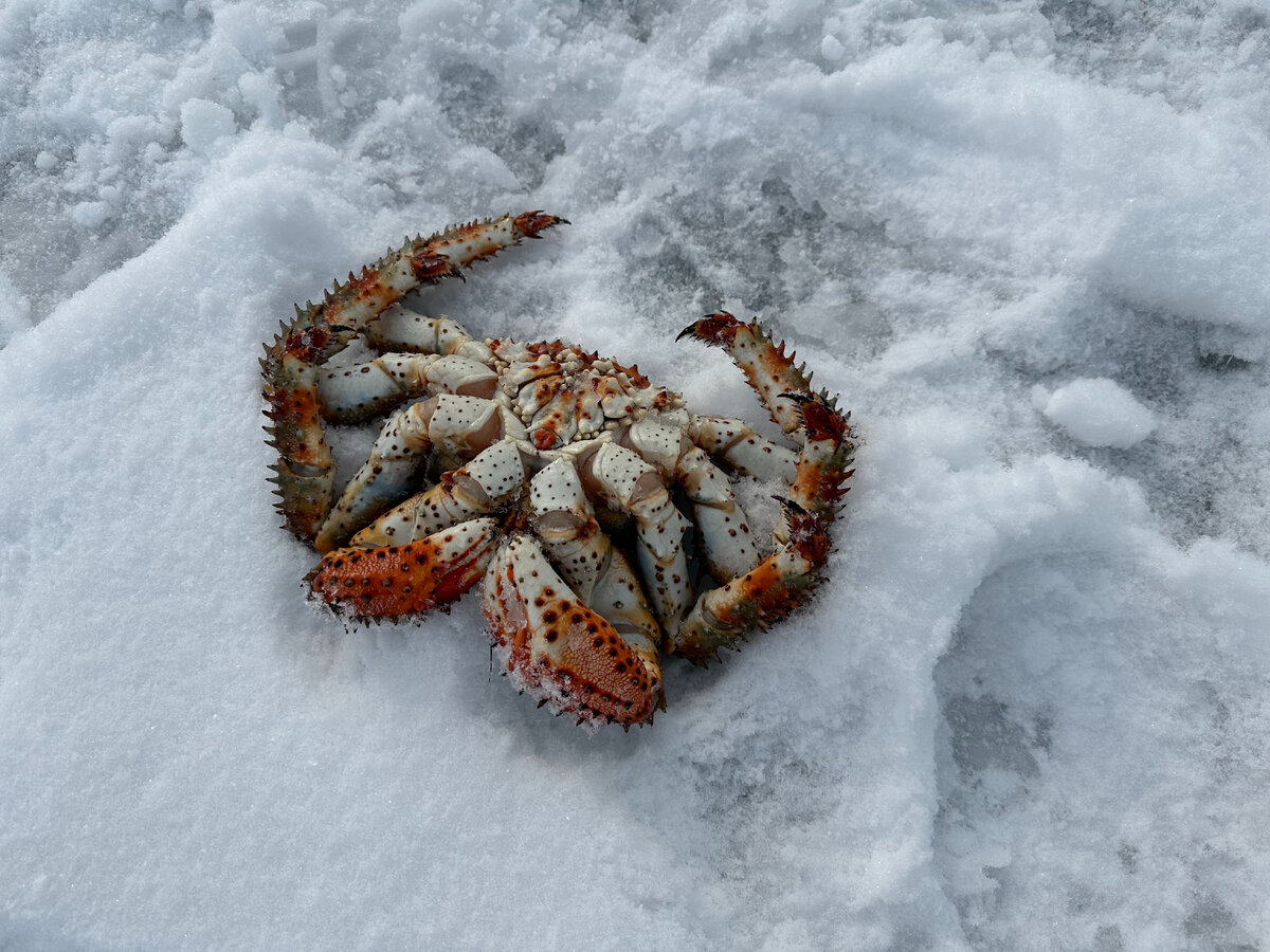 Камчатский краб: показываю сколько мяса внутри | Дневник сахалинки | Дзен