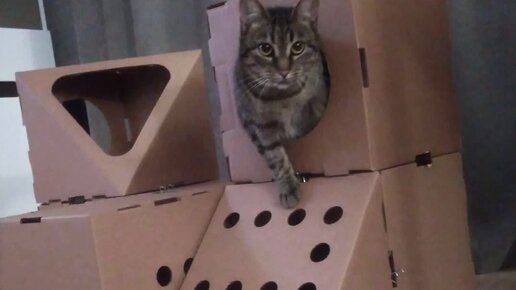 Потрясающий домик для кошки из обычной коробки - делаем своими руками!
