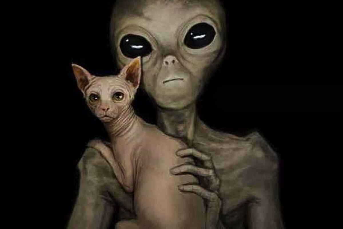 картинка из интернета