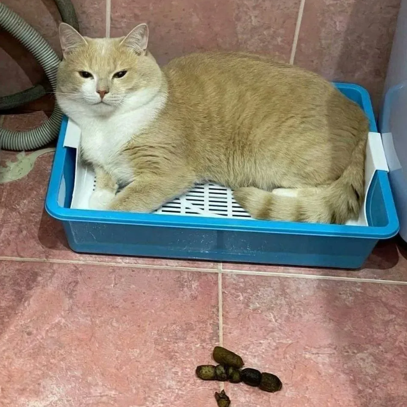 22 вещи, которые поймут только те, у кого есть кошки: Смешная подборка ...