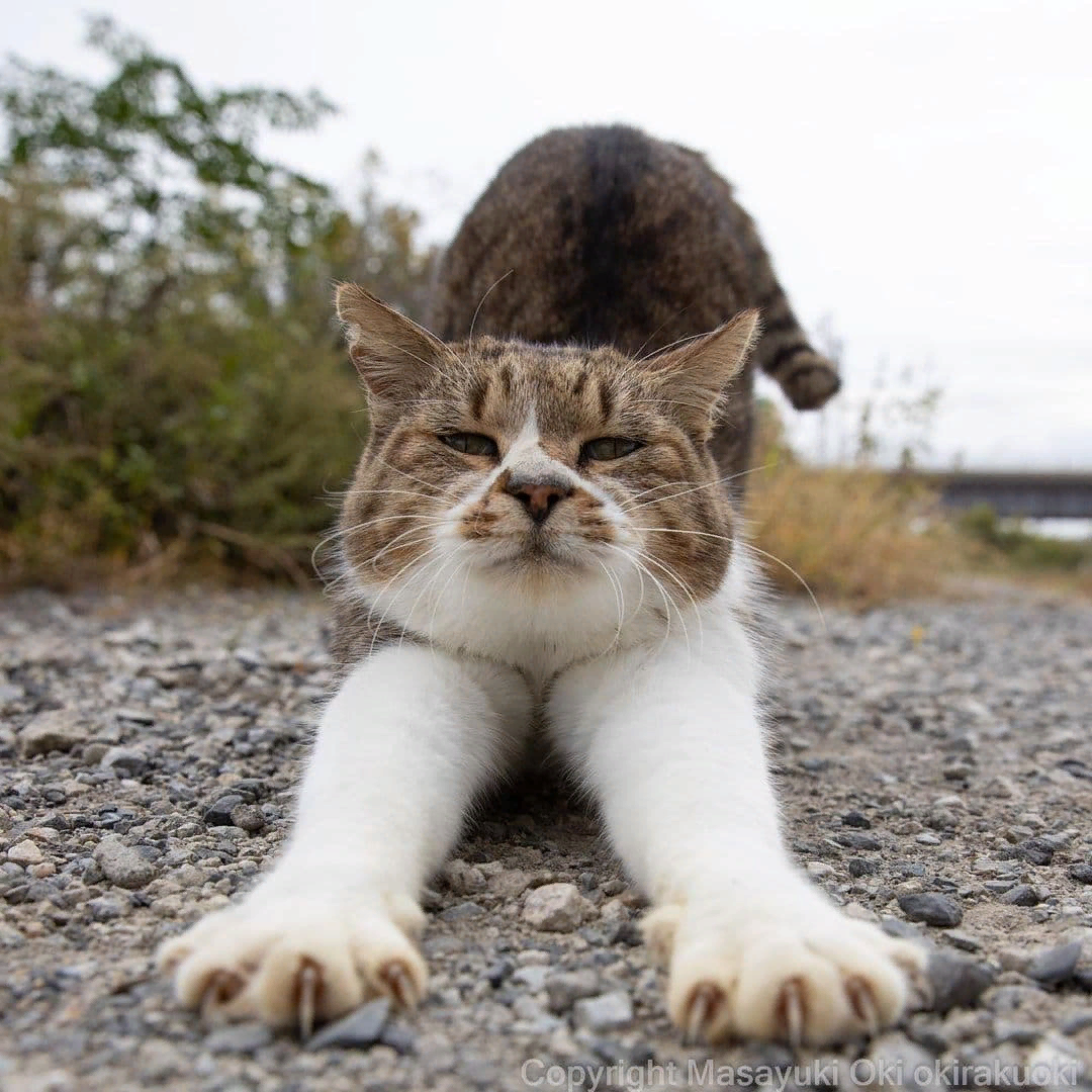 Уверена, вам это понравится! Это подборка фотографий, сделанных японским фотографом Масаюки Оки. Видимо, этот Масаюки любит кошек не меньше, чем мы с вами!-5