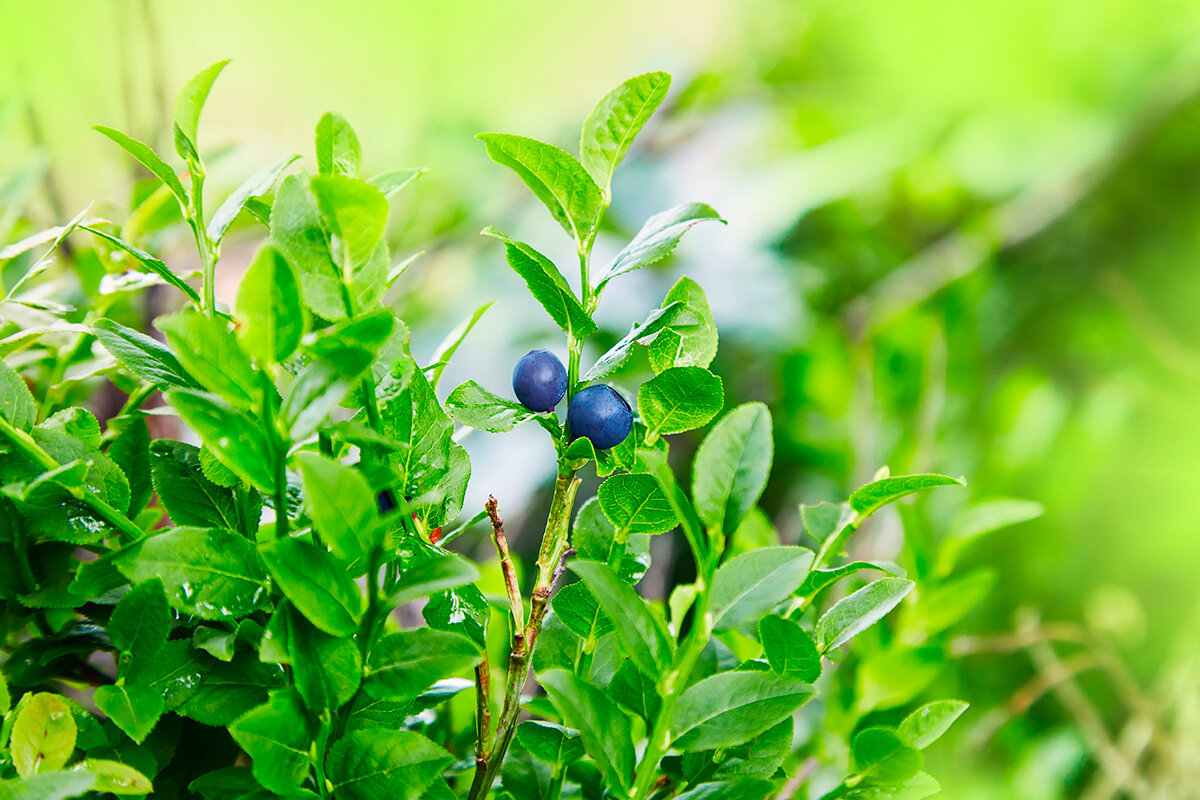    Фото: krolya25 / Shutterstock.com