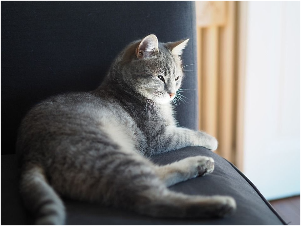 9 причин, почему у кошки плотный живот | Мур - Мяу | Дзен