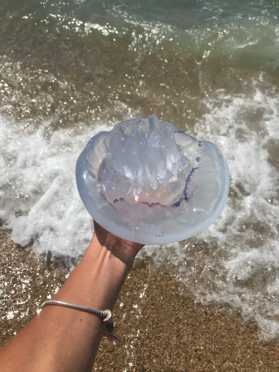 самая ядовитая медуза в черном море