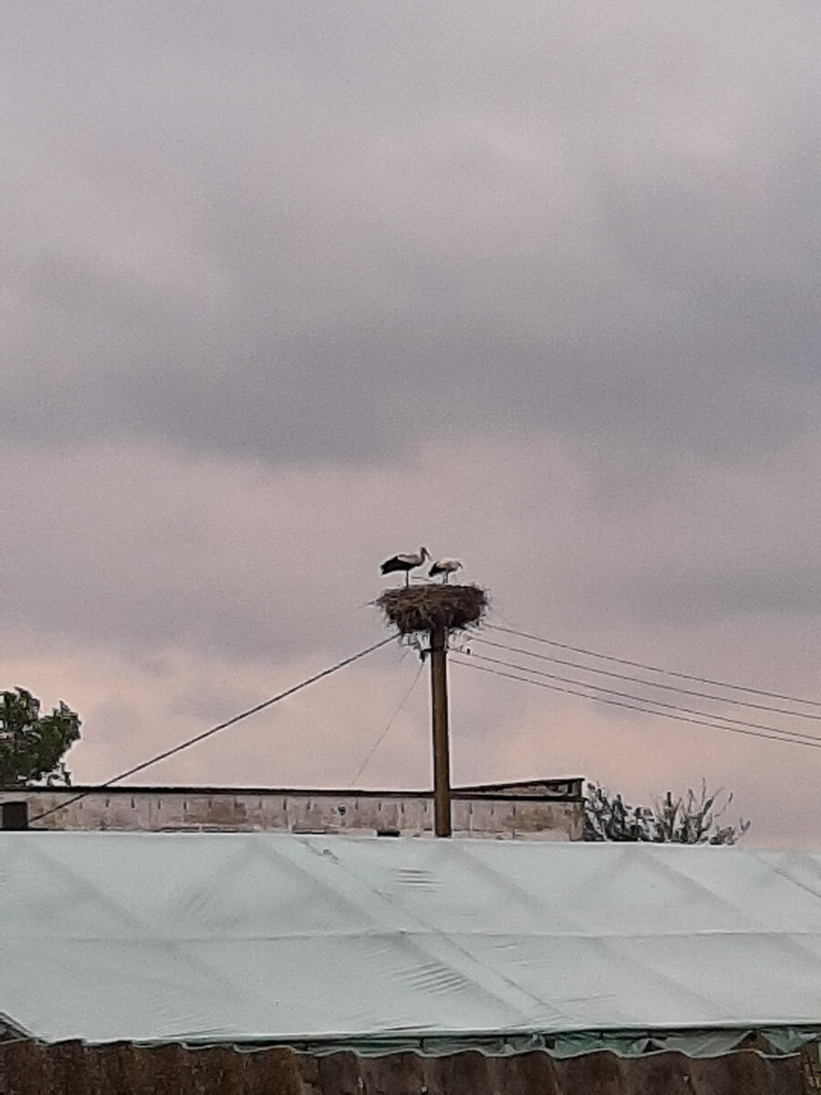 Аисты в своём гнезде