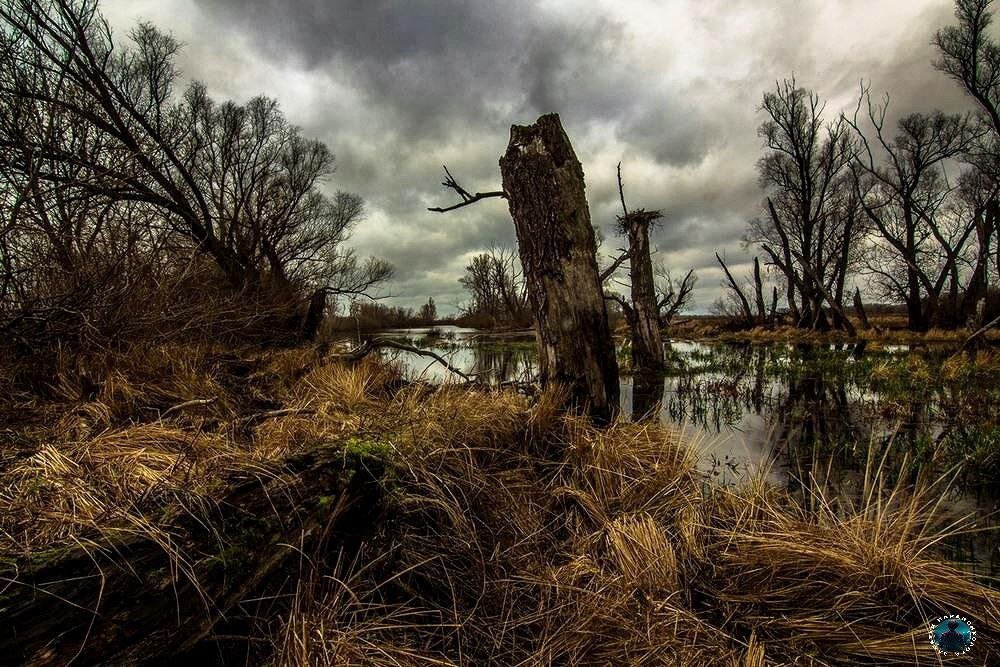 гиблое место 4. черное болото владимирская область. жуткое болото. заброшенный город дадлитаун. гиблые места на болотах в шатуре.