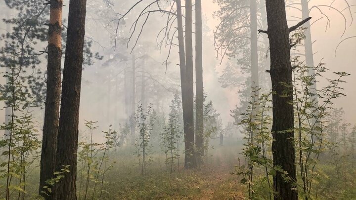 ФОТО: ГУ ЛЕСАМИ ЧЕЛЯБИНСКОЙ ОБЛАСТИ