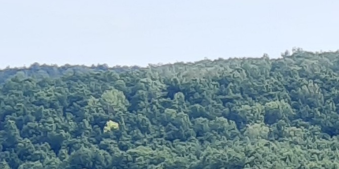  Светло - зелёное дерево. Одно на весь лес 🌳 Фото автора 